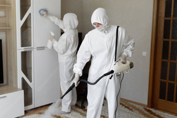 Best Basement Mold Removal  in Lynnwood, WA